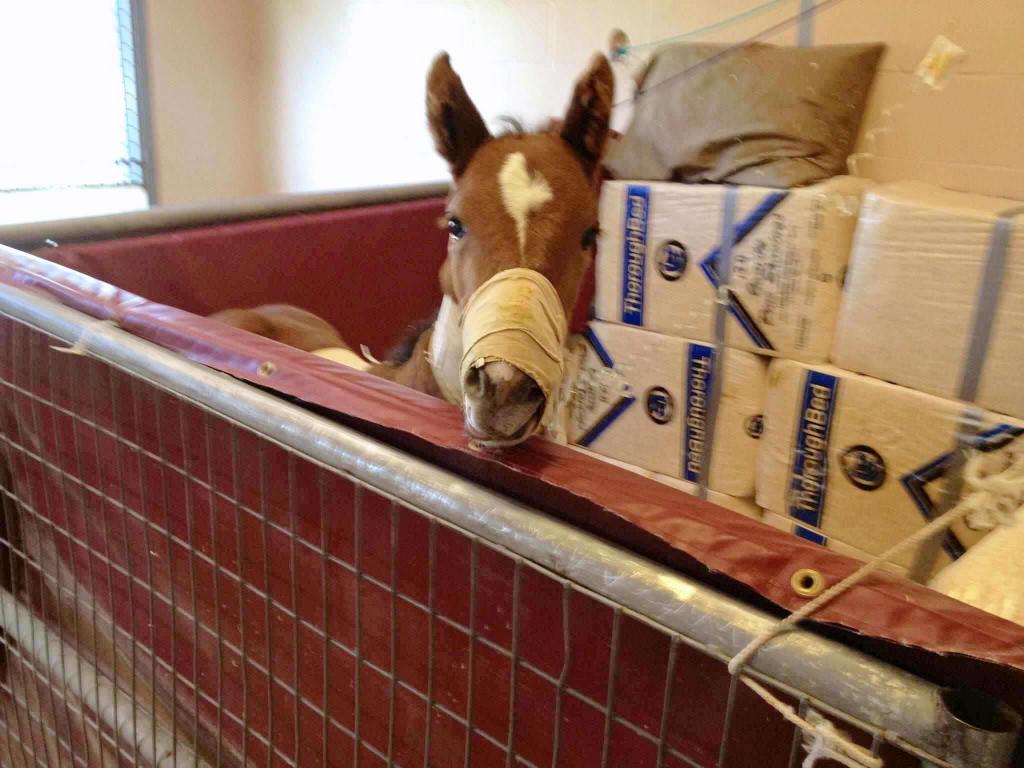 Bruiser looking perky. (Courtesy of Carrie Drake/Horse Haven)